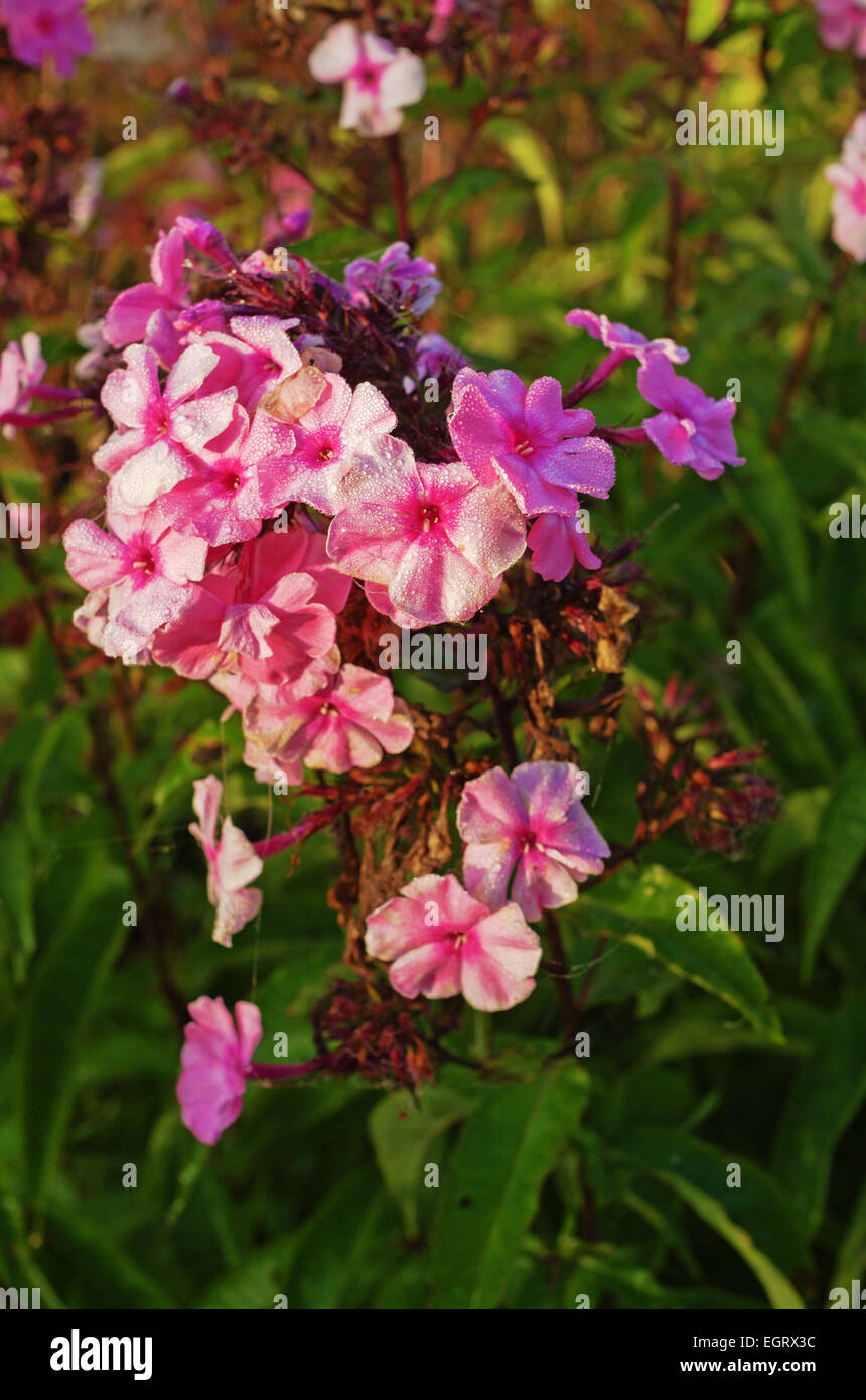 Tall dry grass purple flowers hi-res stock photography and images - Alamy