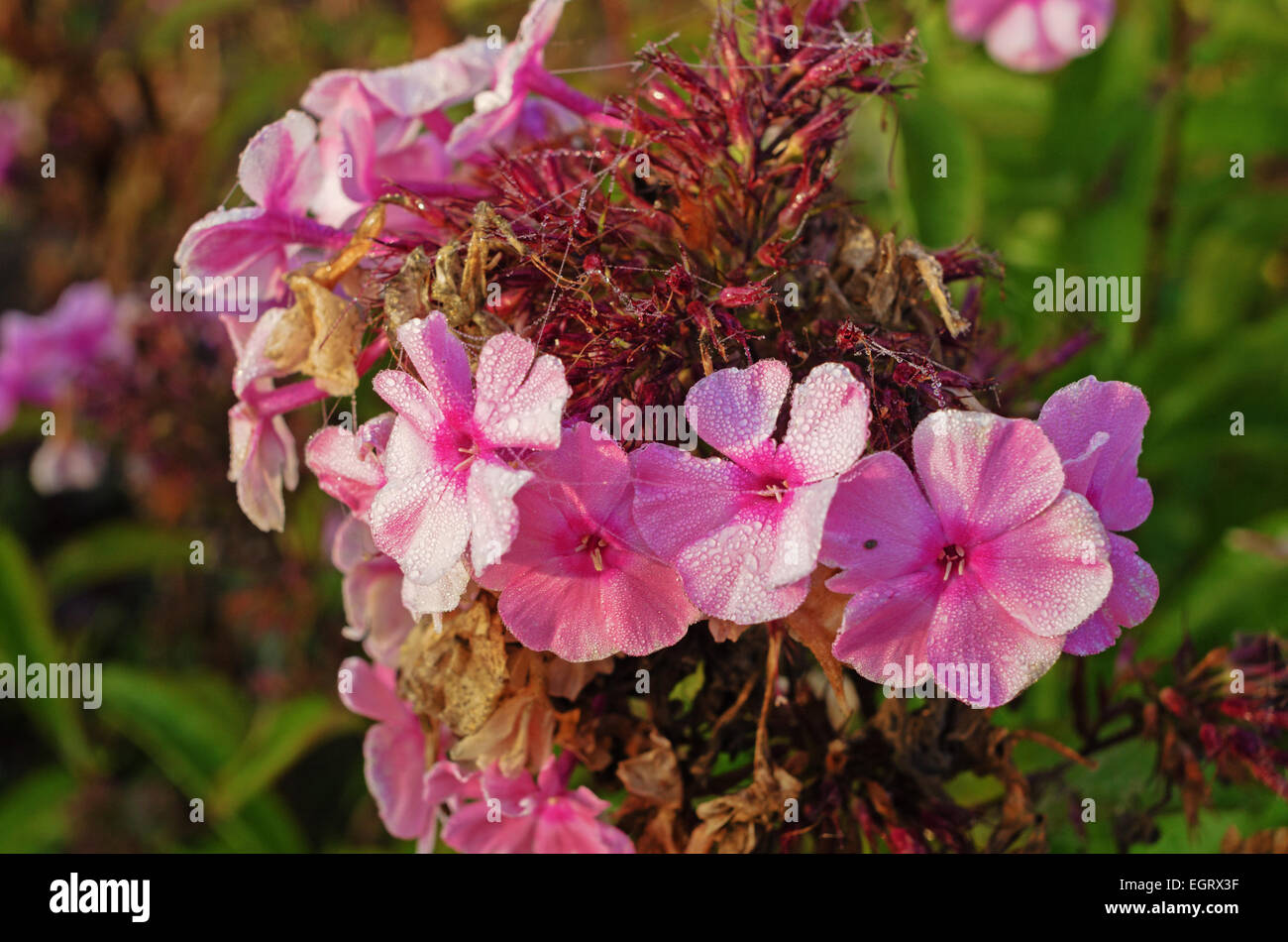 Tall dry grass purple flowers hi-res stock photography and images - Alamy