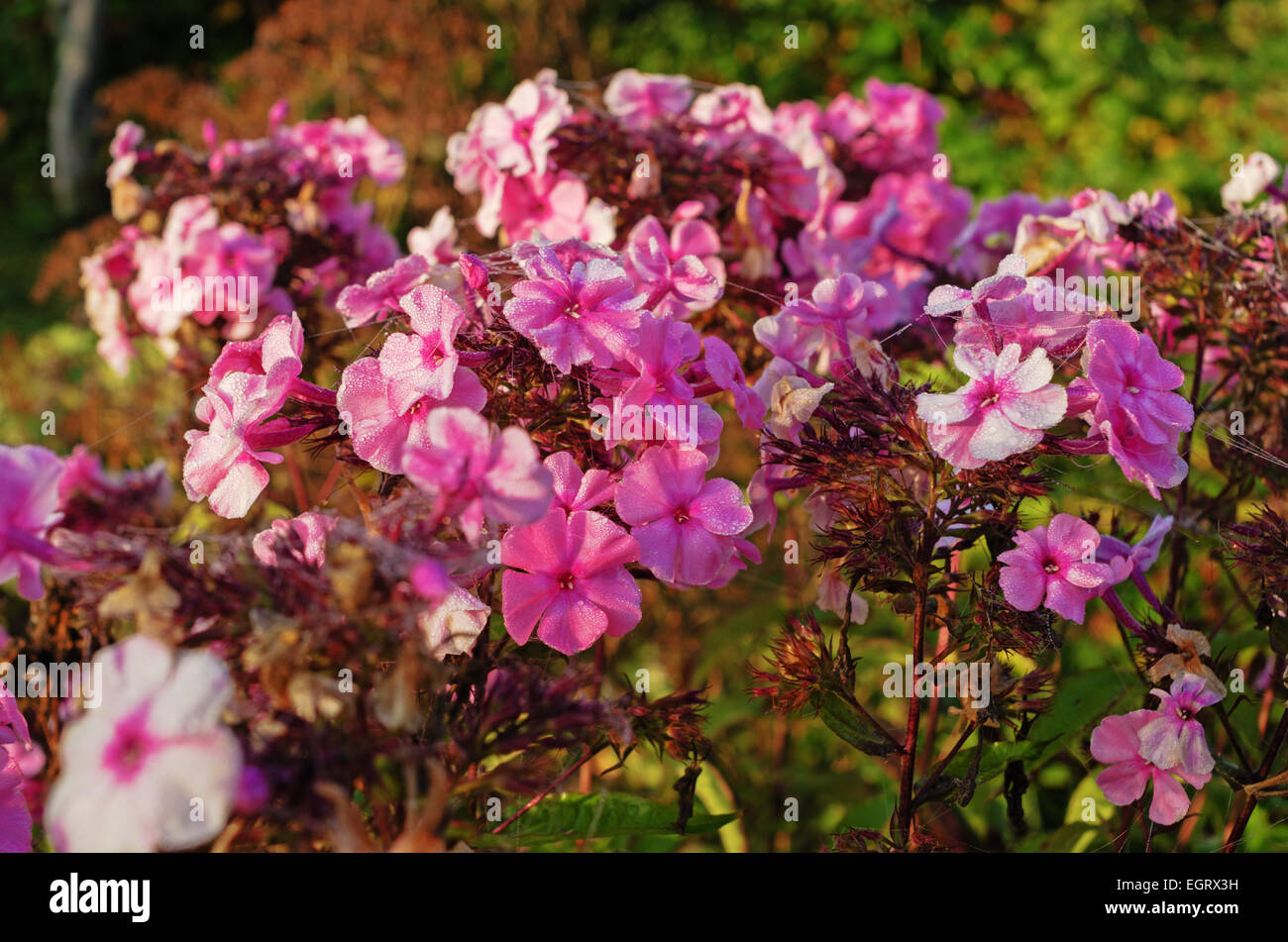 Tall dry grass purple flowers hi-res stock photography and images - Alamy