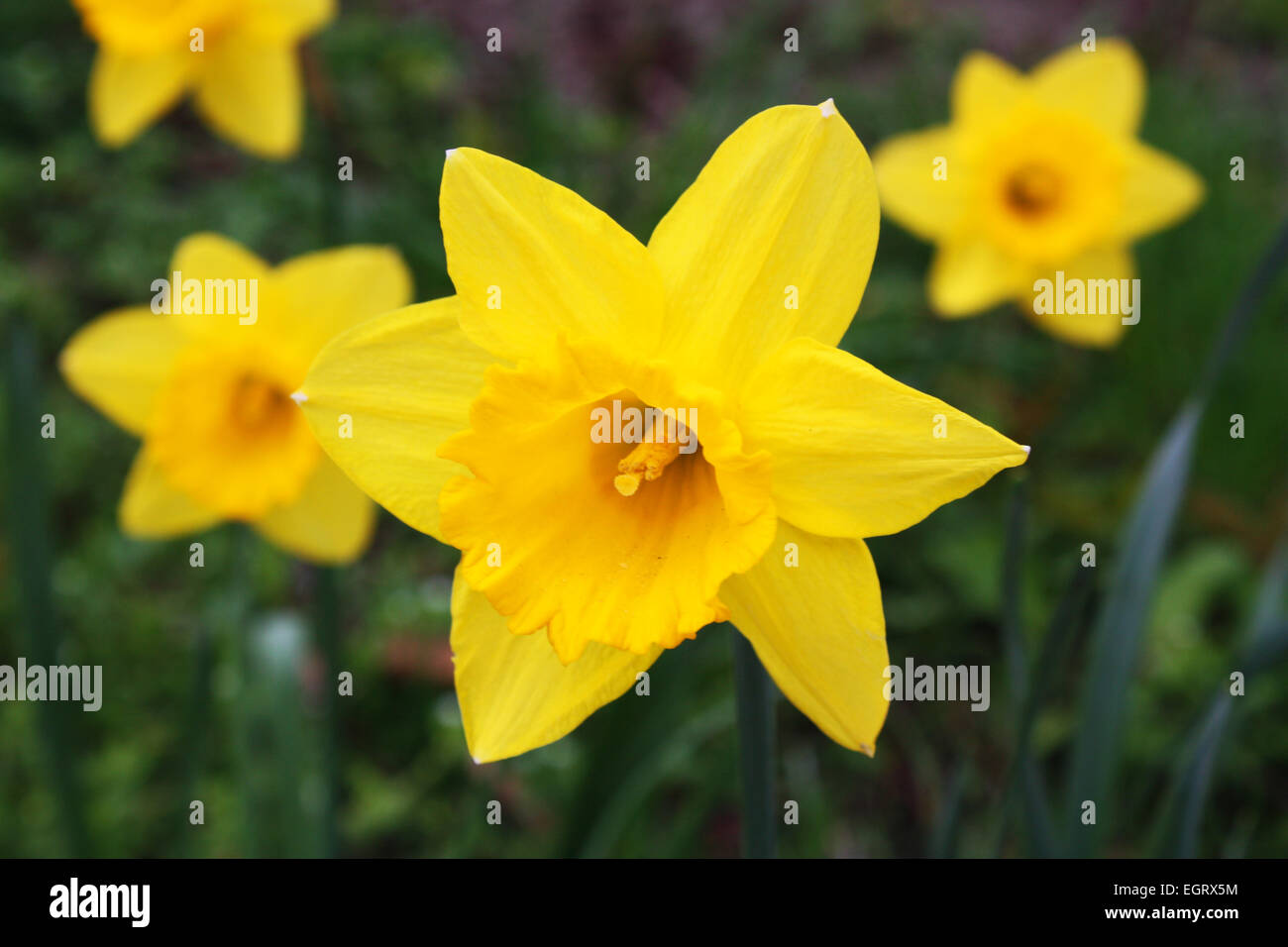 Daffodil flowers and leaves hires stock photography and images Alamy