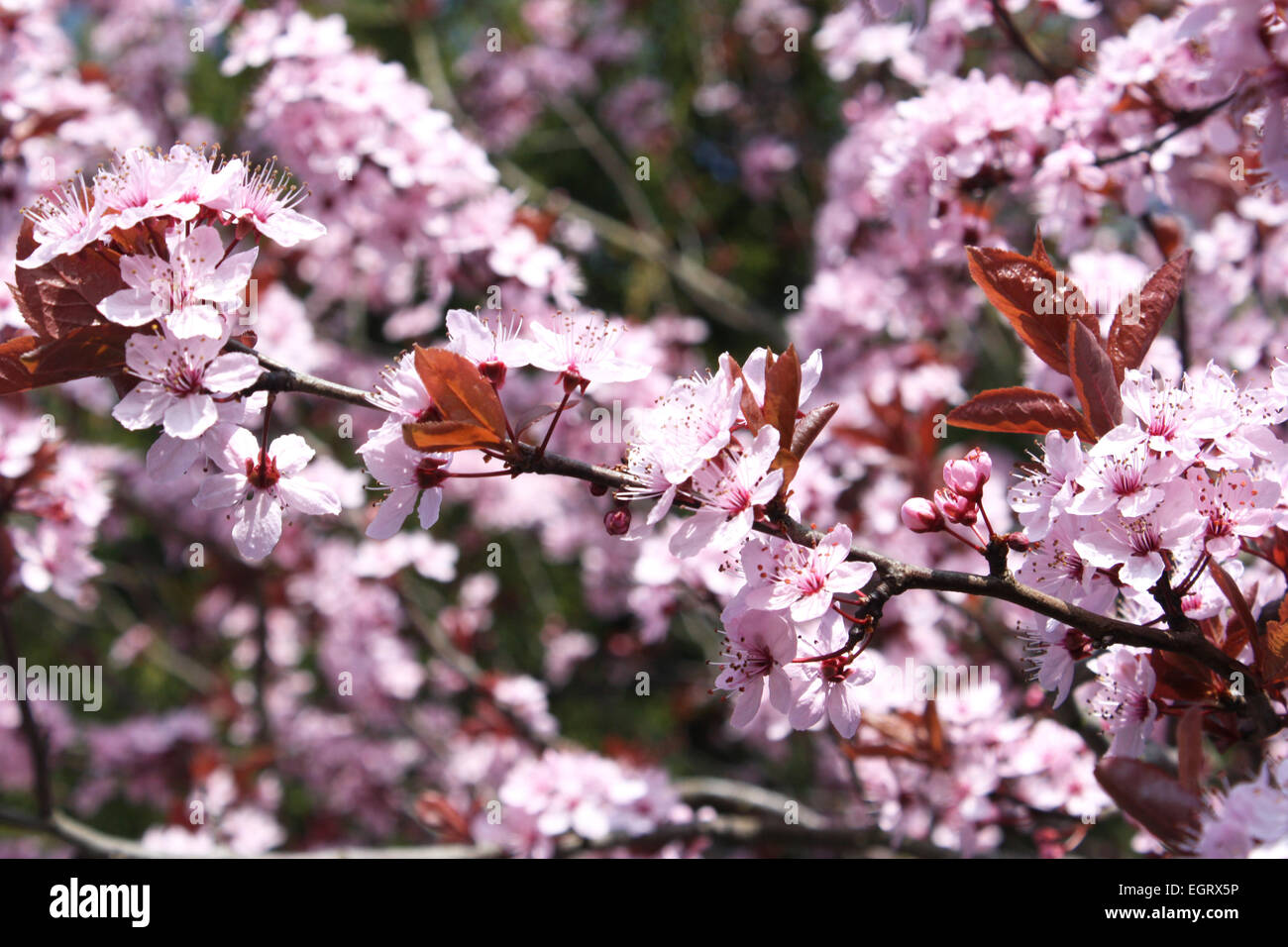 Pink cherry blossom flowers in spring season Stock Photo