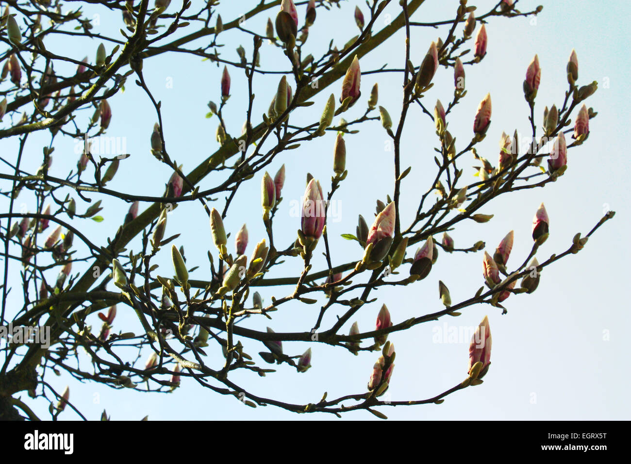 Magnolia buds hi-res stock photography and images - Alamy