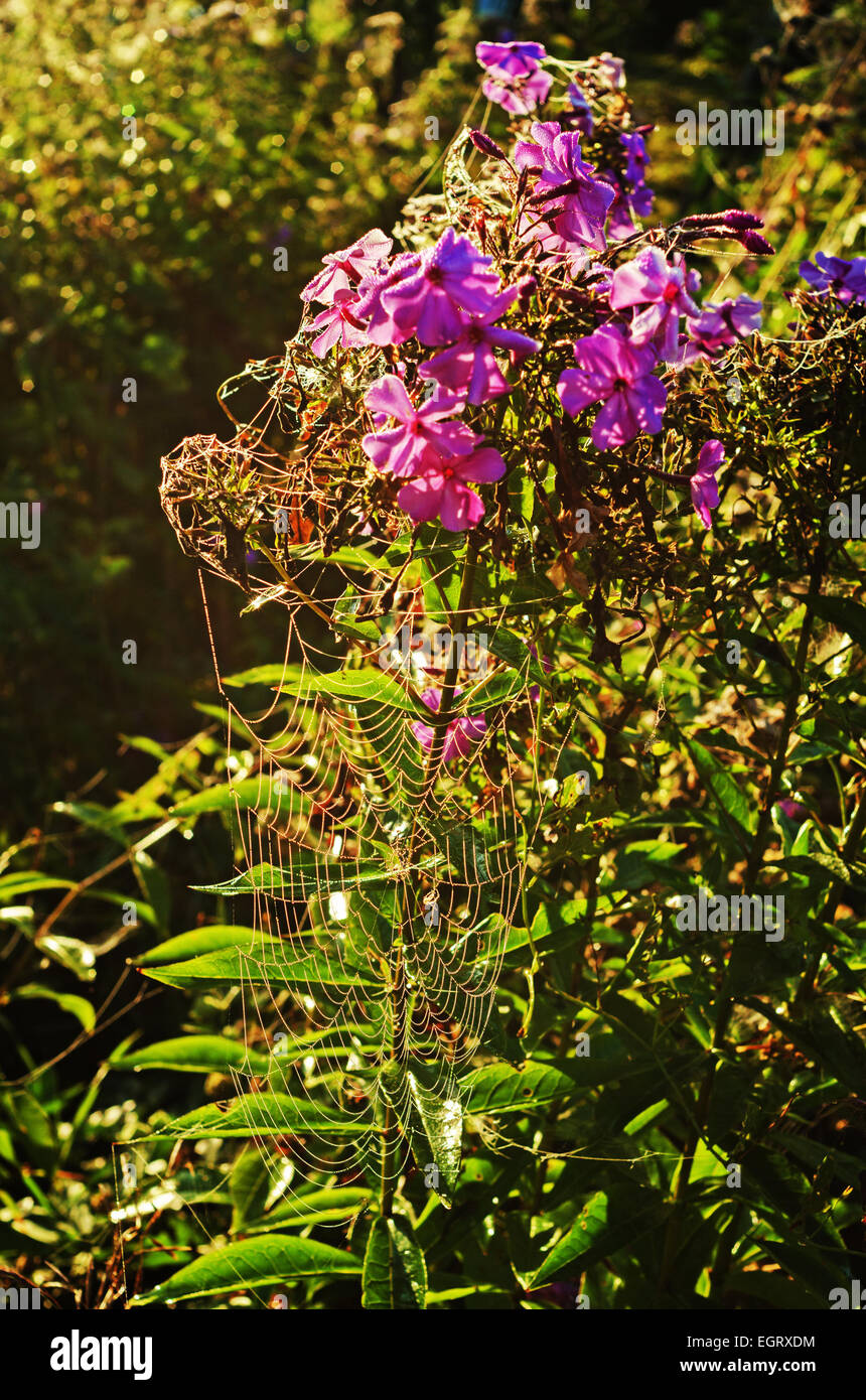 Tall dry grass purple flowers hi-res stock photography and images - Alamy