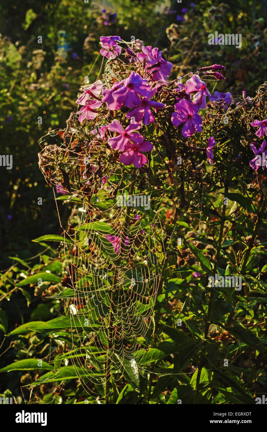 Tall dry grass purple flowers hi-res stock photography and images - Alamy
