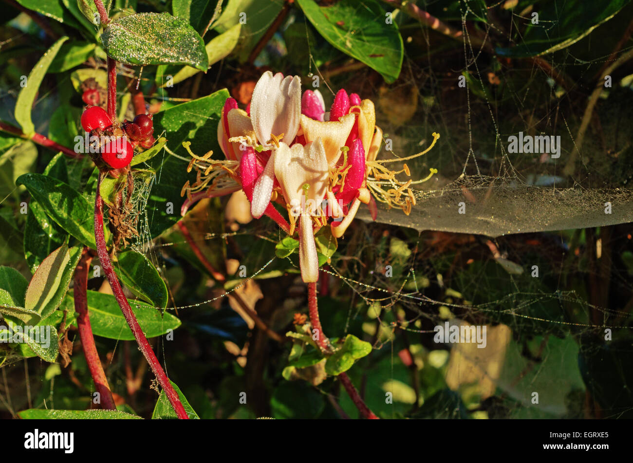 Tall dry grass purple flowers hi-res stock photography and images - Alamy
