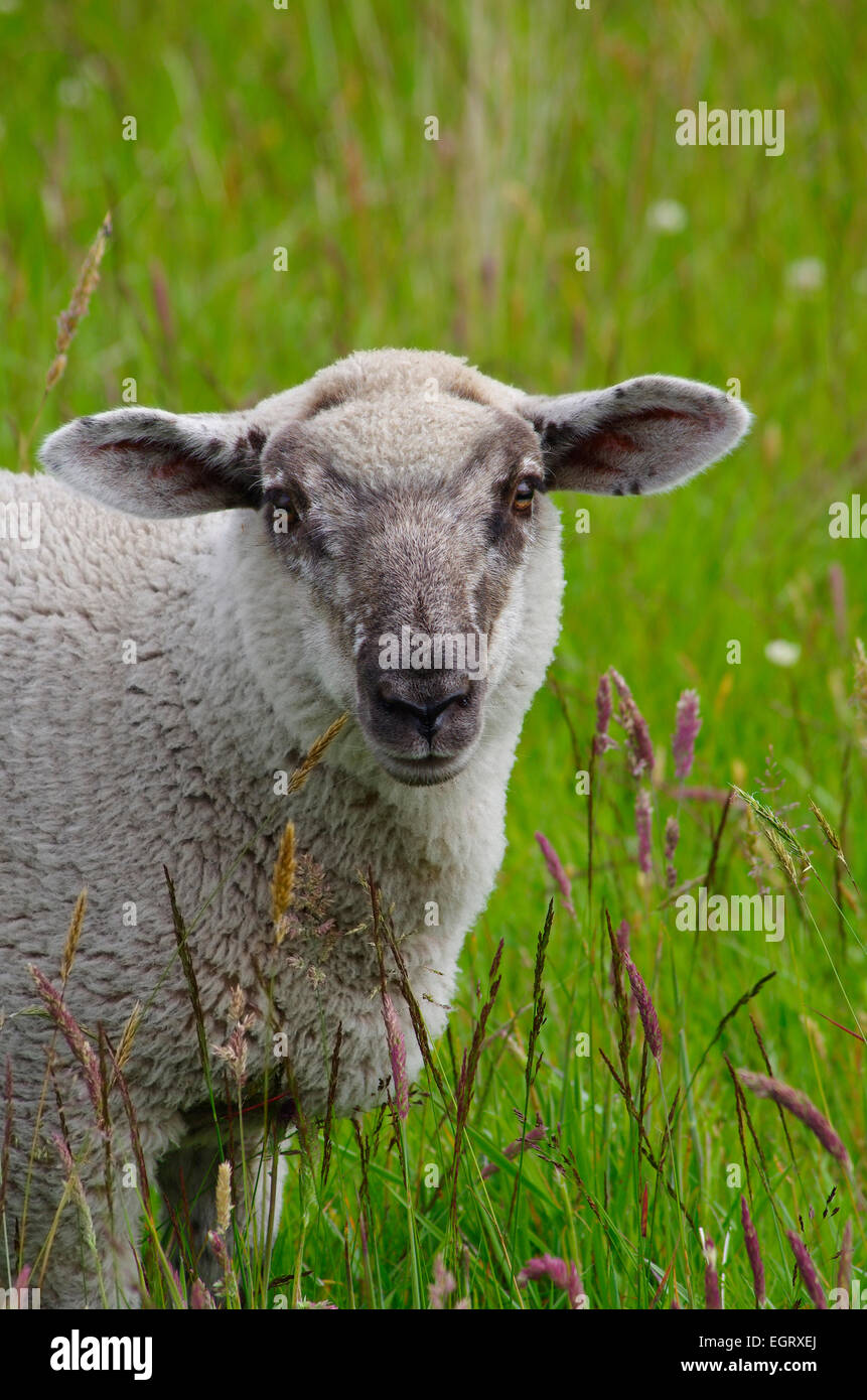 Close-up of a sheep in a field looking at the viewer, Scotland. Stock Photo