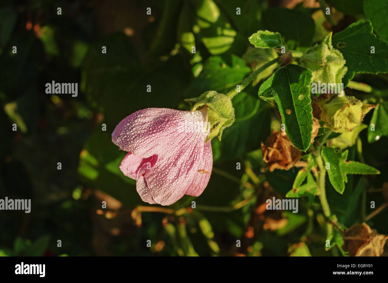 Tall dry grass purple flowers hi-res stock photography and images - Alamy