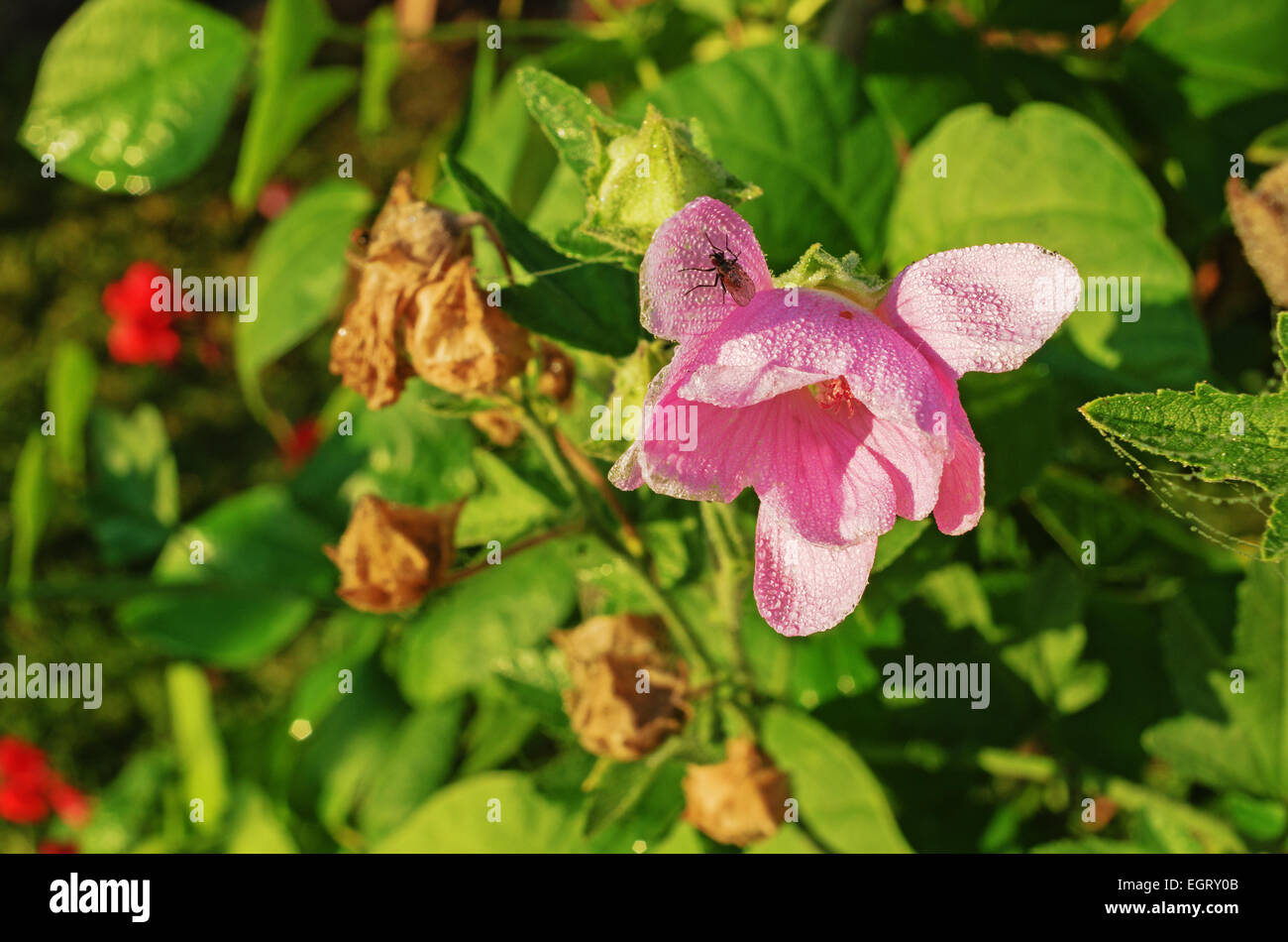 Tall dry grass purple flowers hi-res stock photography and images - Alamy