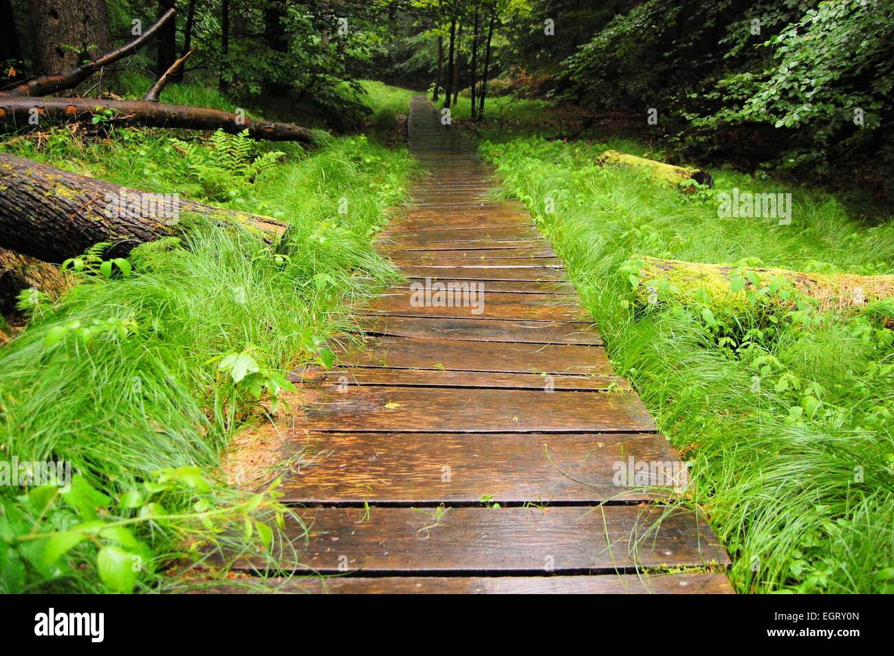 dangerous wooden slippery path Stock Photo - Alamy