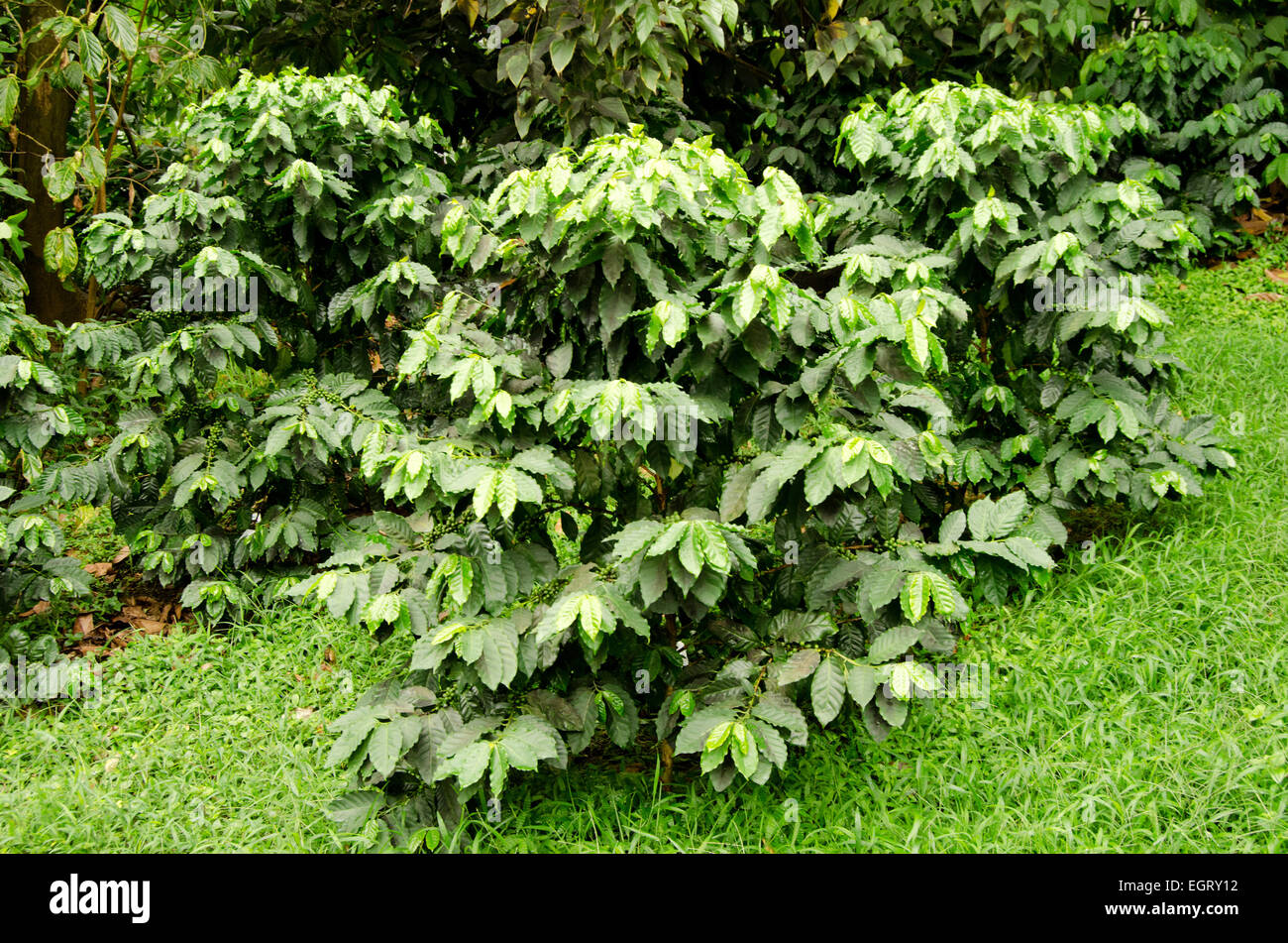 Tea Plants growing at the Eden Project, St Austell, Cornwall, UK Stock Photo