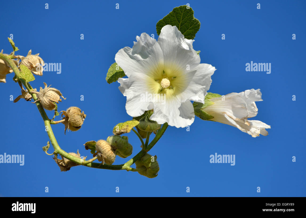 Hollyhock flower, Cappadocia, Turkey Stock Photo Alamy
