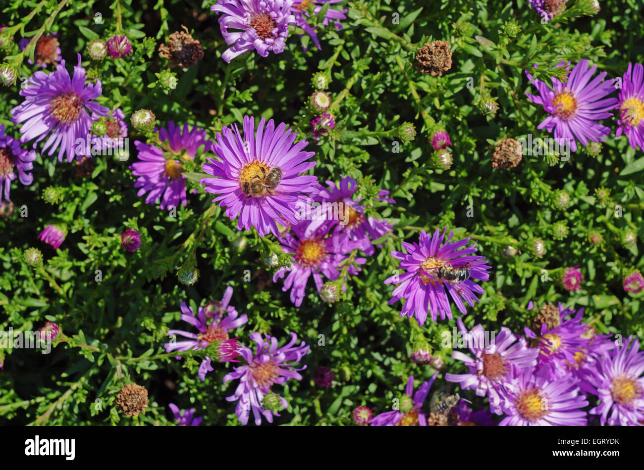 Tall dry grass purple flowers hi-res stock photography and images - Alamy