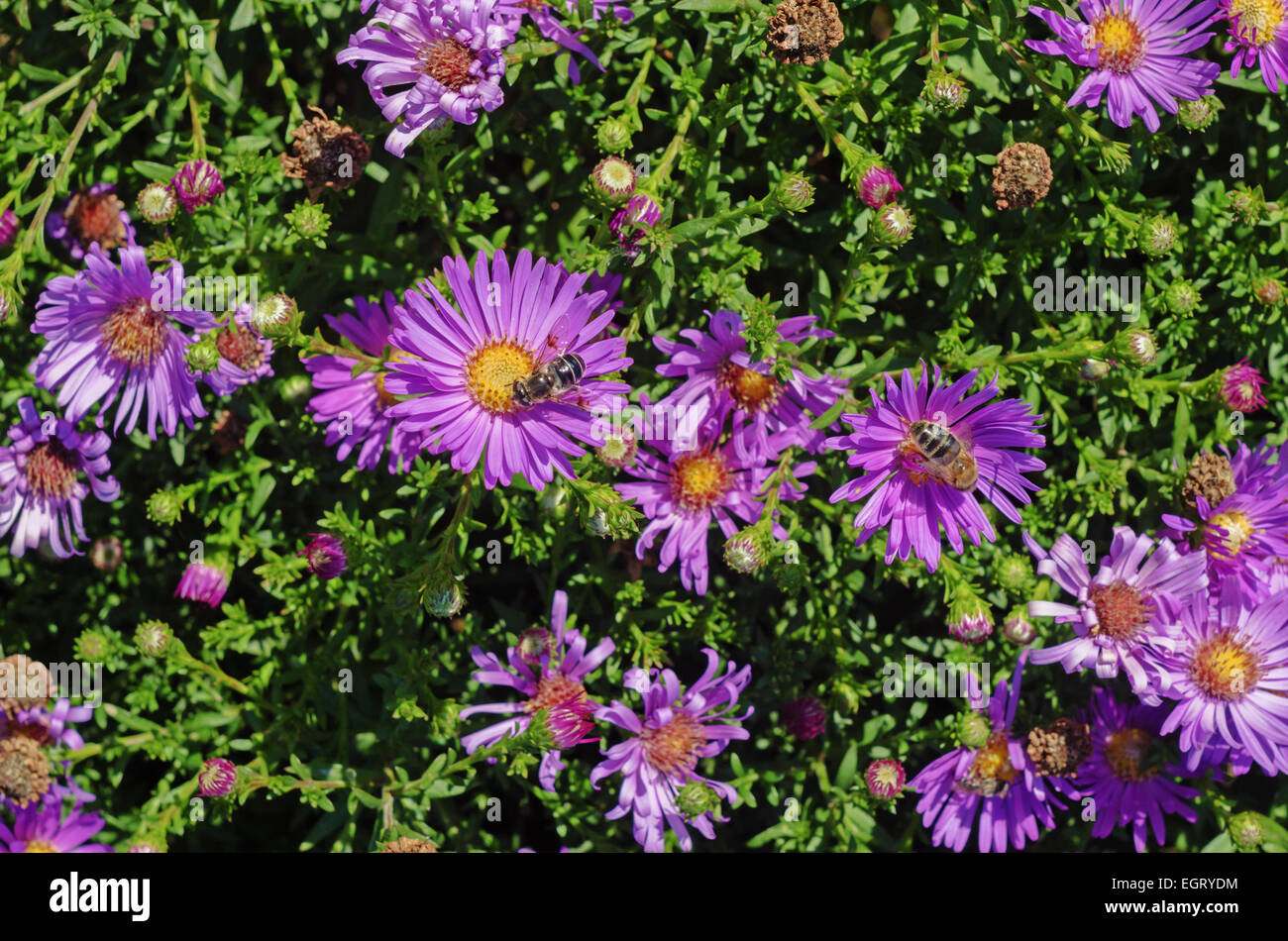 Tall dry grass purple flowers hi-res stock photography and images - Alamy