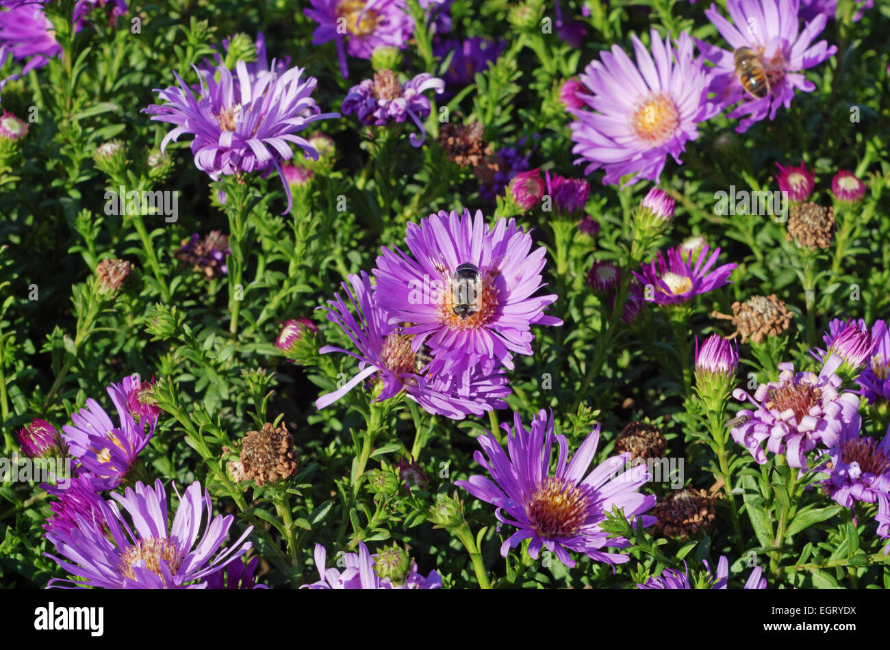 Tall dry grass purple flowers hi-res stock photography and images - Alamy