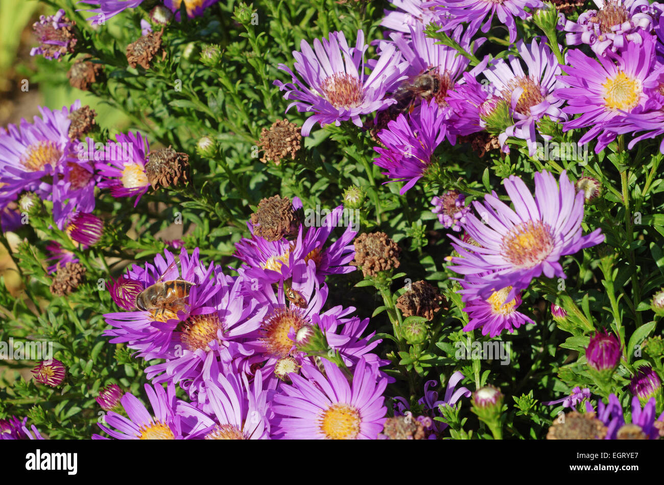 Tall dry grass purple flowers hi-res stock photography and images - Alamy