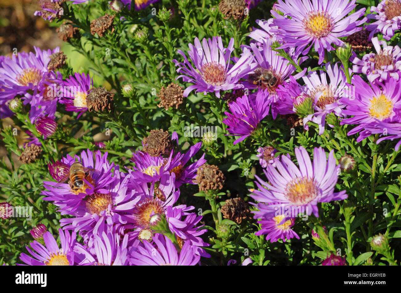 Tall dry grass purple flowers hi-res stock photography and images - Alamy