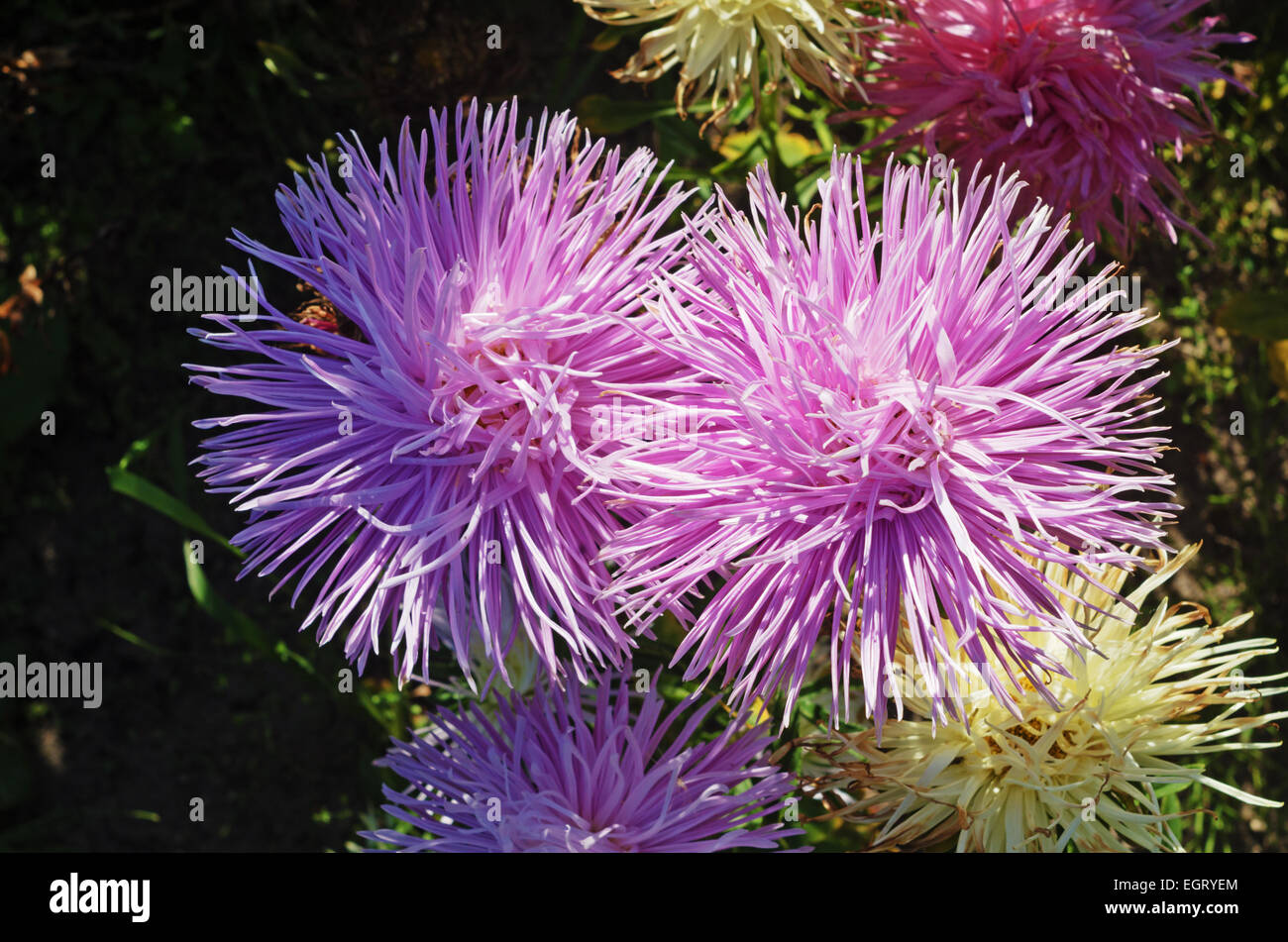 Tall dry grass purple flowers hi-res stock photography and images - Alamy