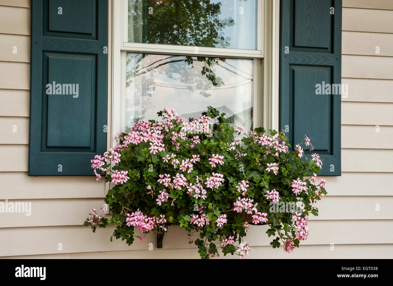 Close up pink Ivy Geranium in a windowbox garden flowerbox container in Lancaster County, Pennsylvania, USA, house spring garden window box Stock Photo
