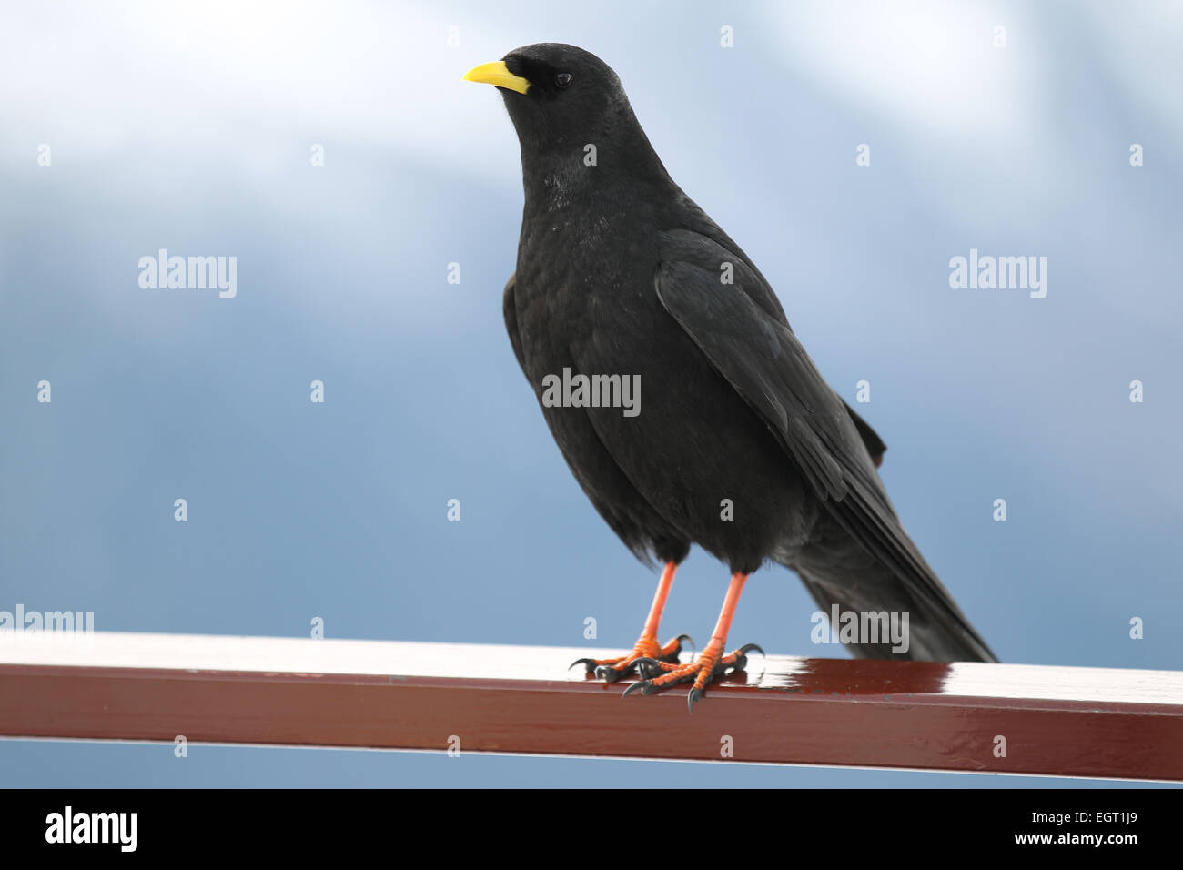 black bird with a yellow beak and orange legs sitting on the bar Stock Photo Alamy black bird with a yellow beak and orange legs sitting on the bar Stock Photo Alamy