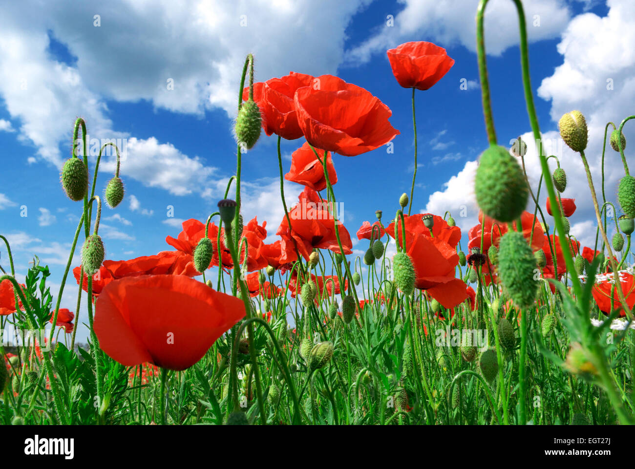 Poppies field hi-res stock photography and images - Alamy