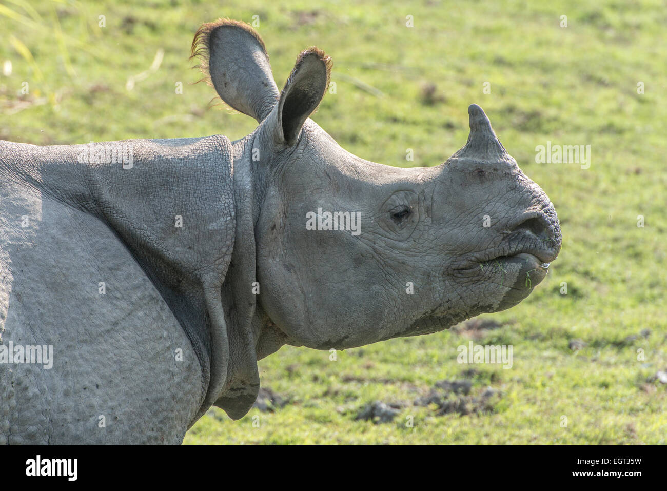 Indian One-Horned Rhinoceros, Kaziranga Stock Photo