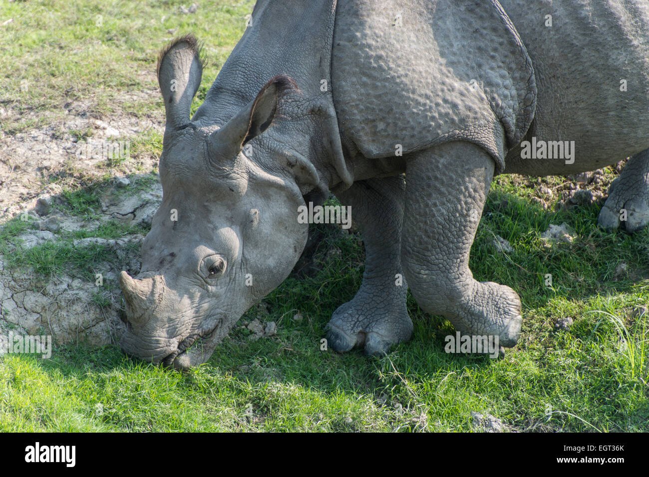 Indian One-Horned Rhinoceros, Kaziranga Stock Photo