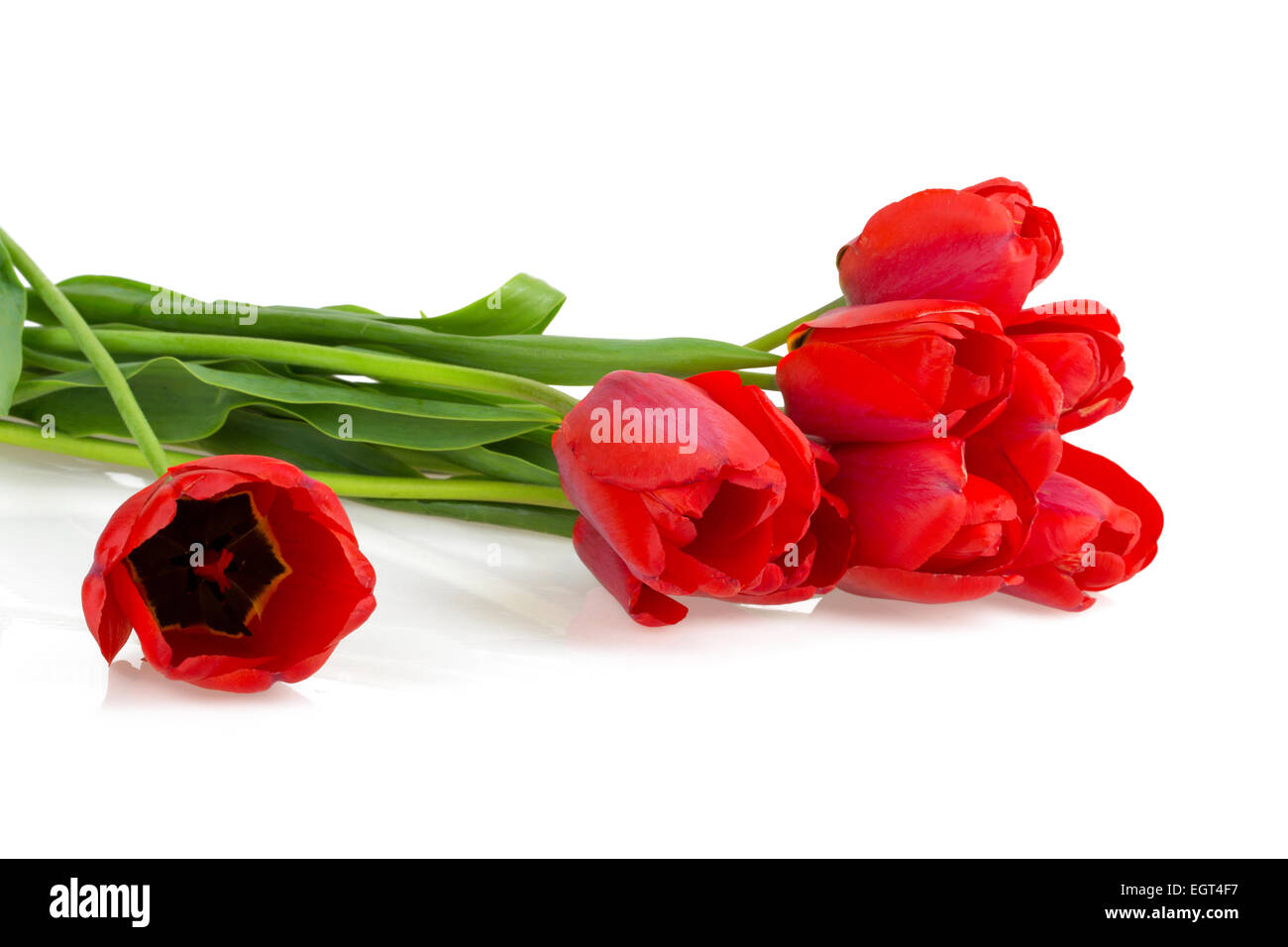 flowers red tulips isolated on white background Stock Photo - Alamy