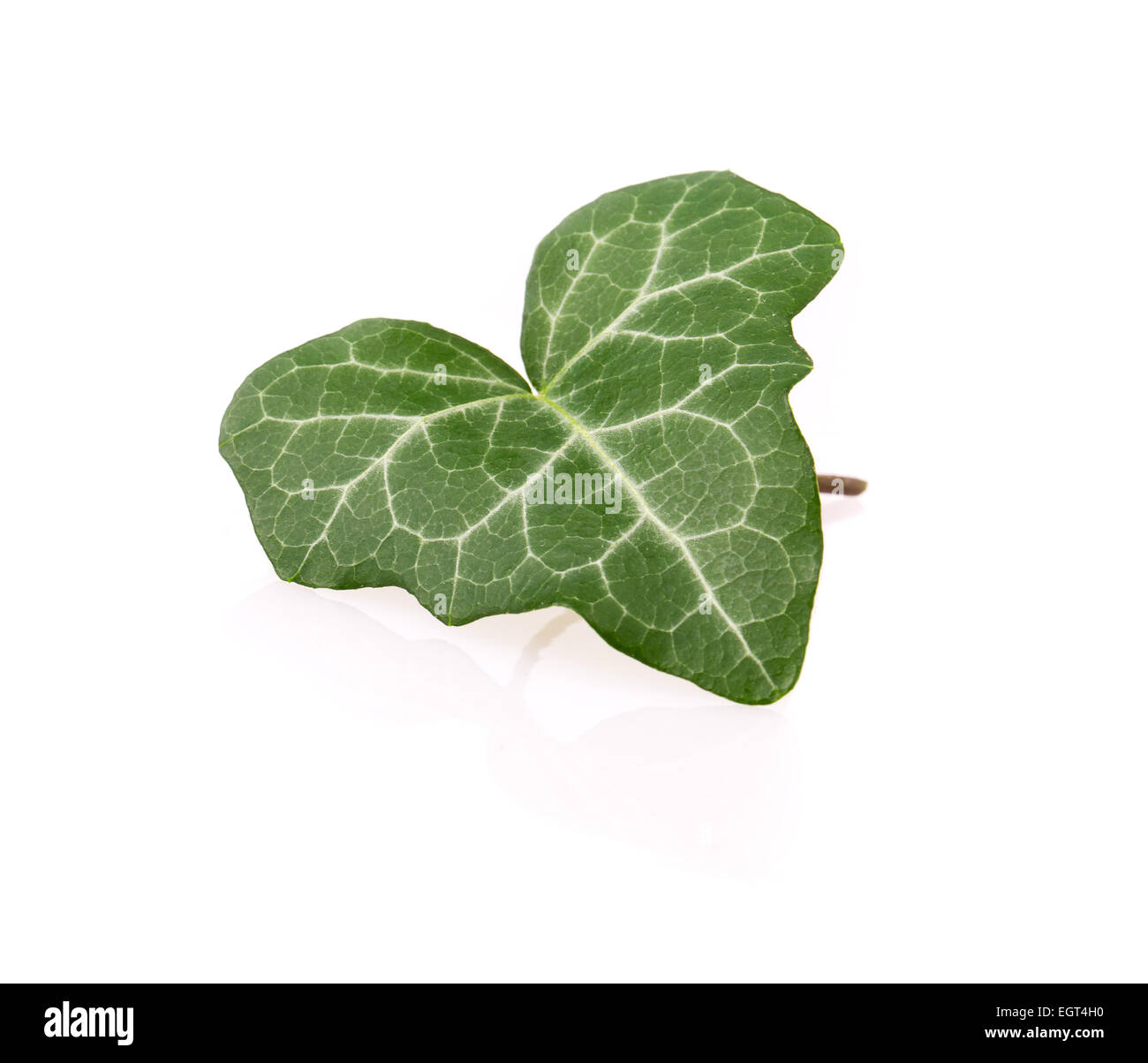 ivy leaf isolated on white background Stock Photo - Alamy