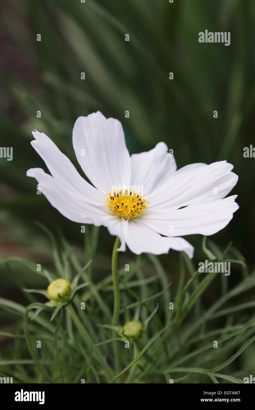 White Cosmos bipinnatus flower Stock Photo