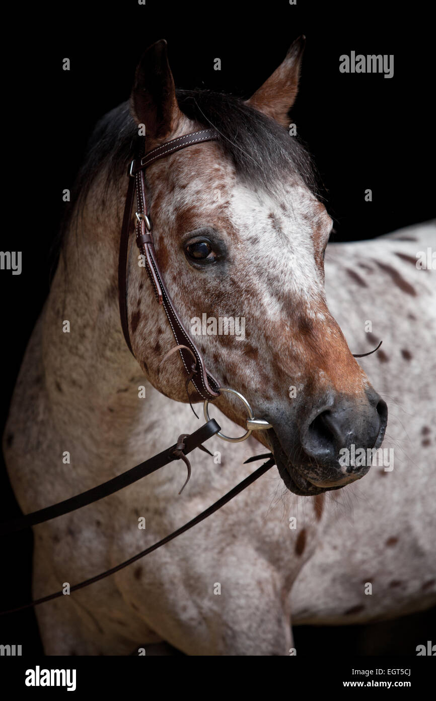 POA, Pony of the Americas, red roan horse colour with large spots, stud with a western style bridle Stock Photo