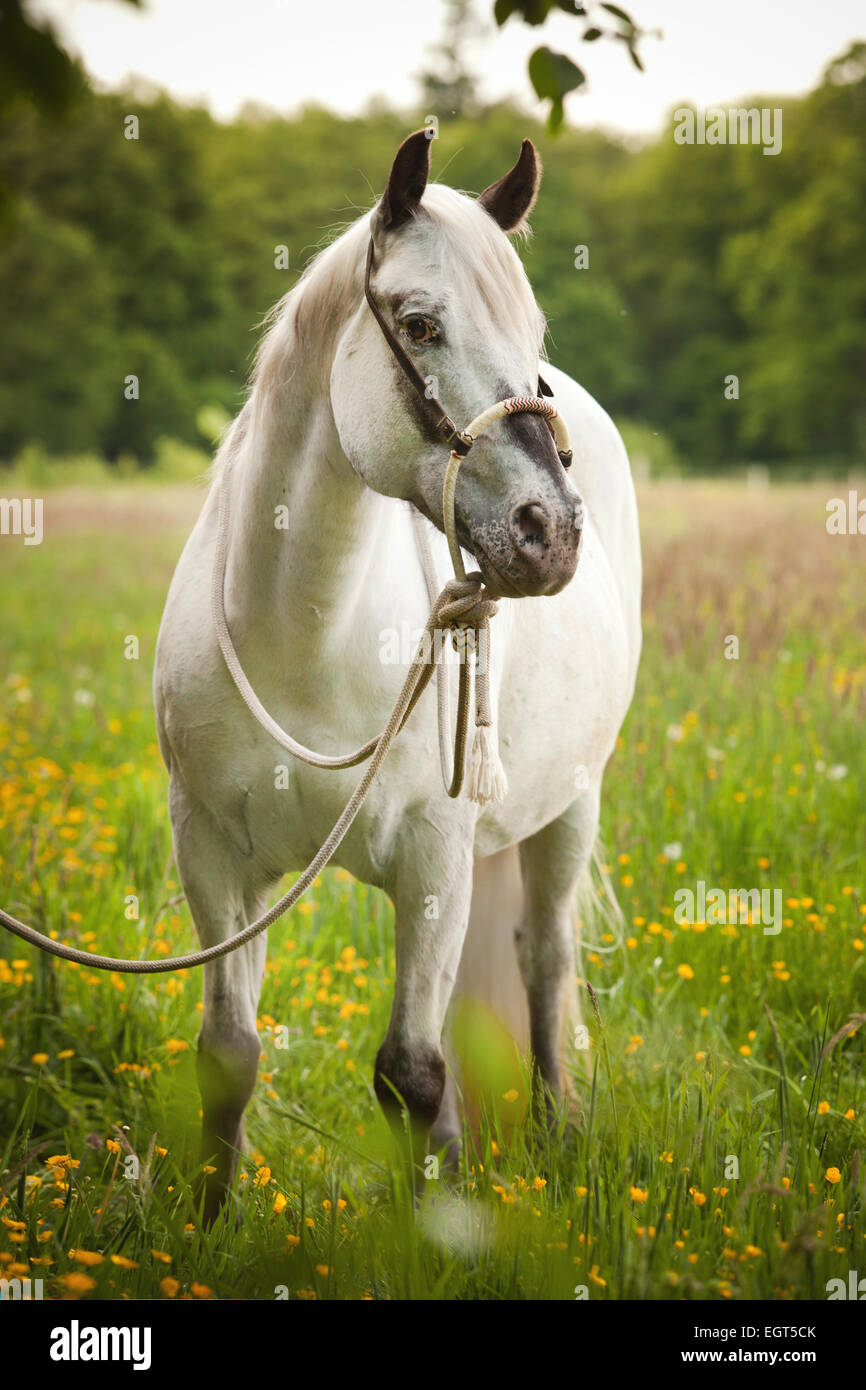 POA, Pony of the Americas, mare in foal, white horse wearing a Bosal hackamore, a bitless bridle used in Western style riding Stock Photo