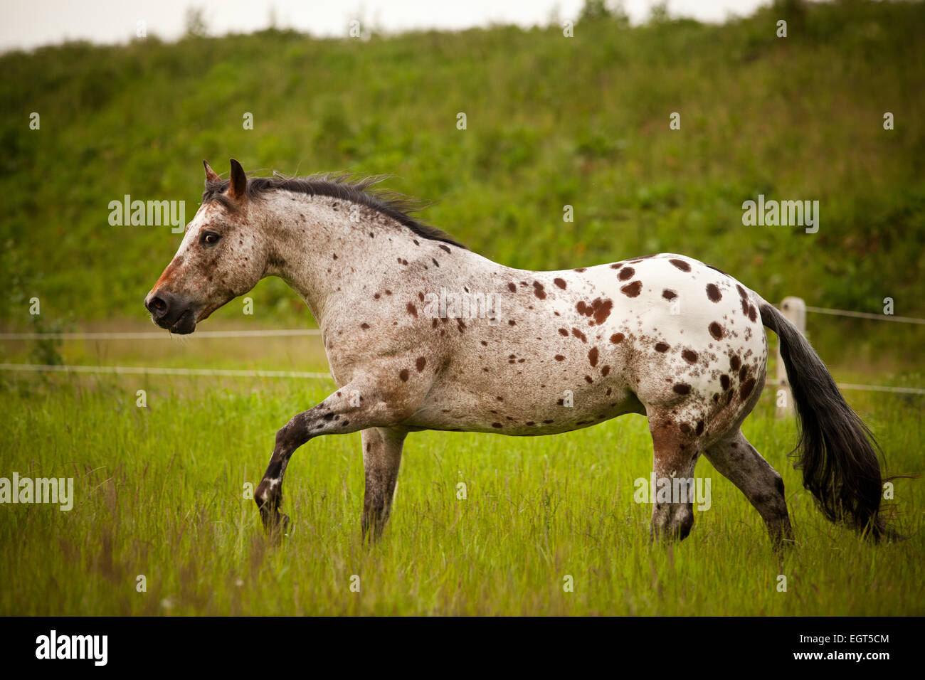 POA, Pony of the Americas, red roan horse colour with large spots, stud on a meadow Stock Photo