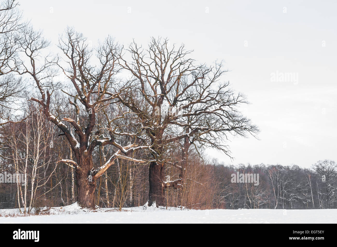 Old English oaks (Quercus robur) in winter, Byttna-Hain, Biosphärenreservat Spreewald biosphere reserve Stock Photo