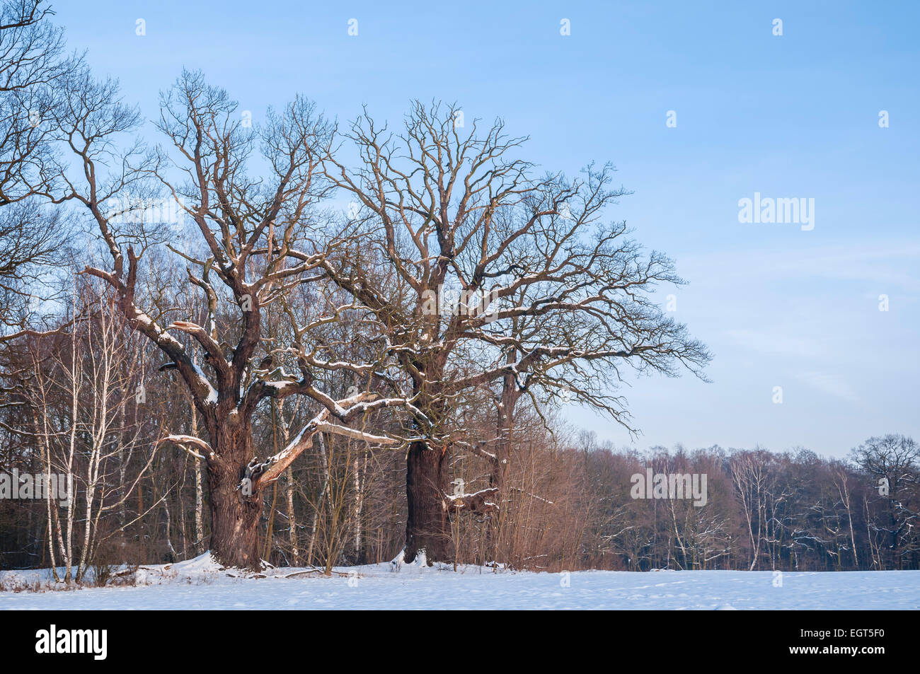 Old English oaks (Quercus robur) in winter, Byttna-Hain, Biosphärenreservat Spreewald biosphere reserve Stock Photo