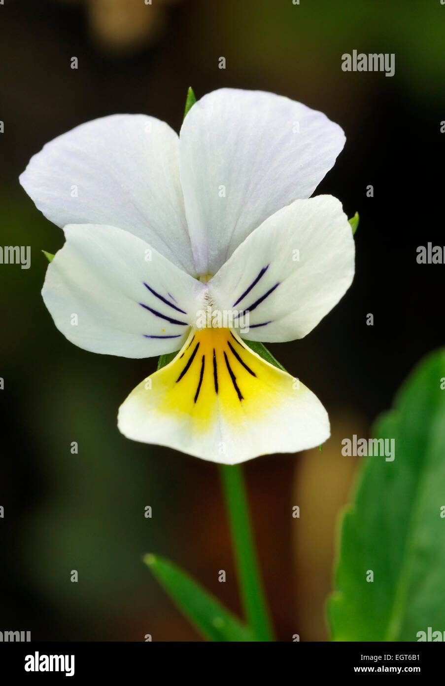 Wld Pansy - Viola tricolor Single flower closeup Stock Photo
