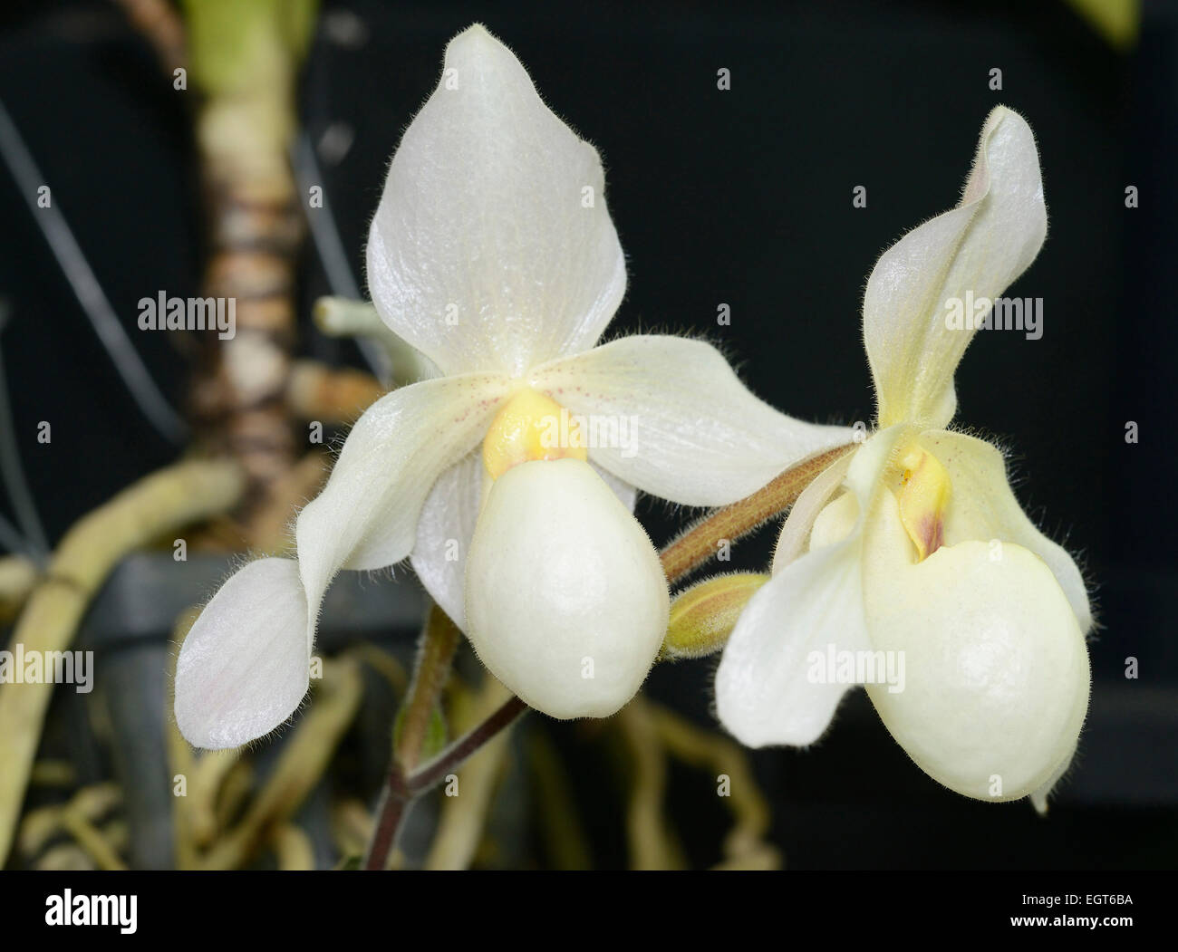 Paphiopedilum Deperle var alba Orchid Hybrid of Paphiopedilum primulinum x delenatii Stock Photo
