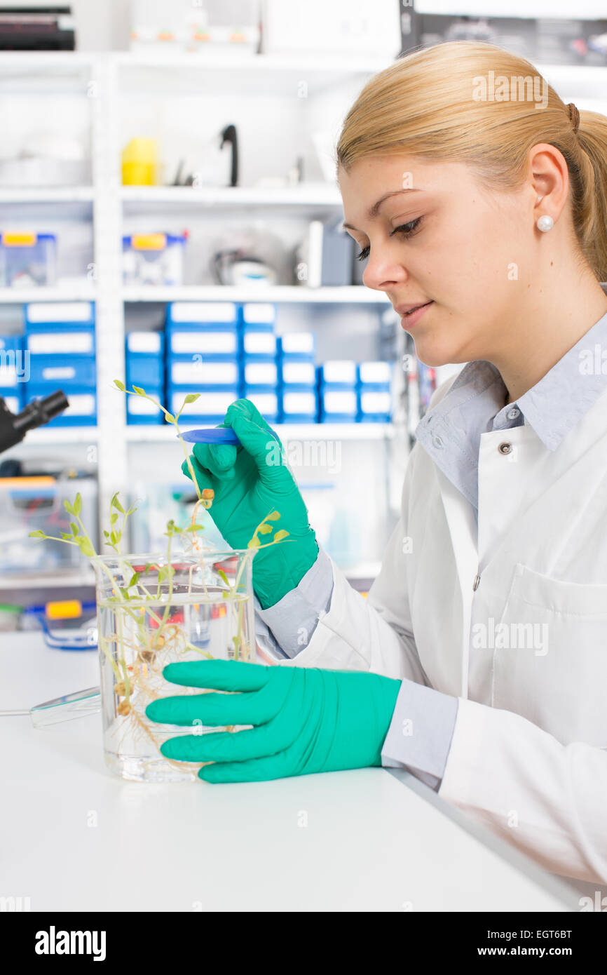 young woman biologist manipulates plants in genetic laboratory Stock Photo