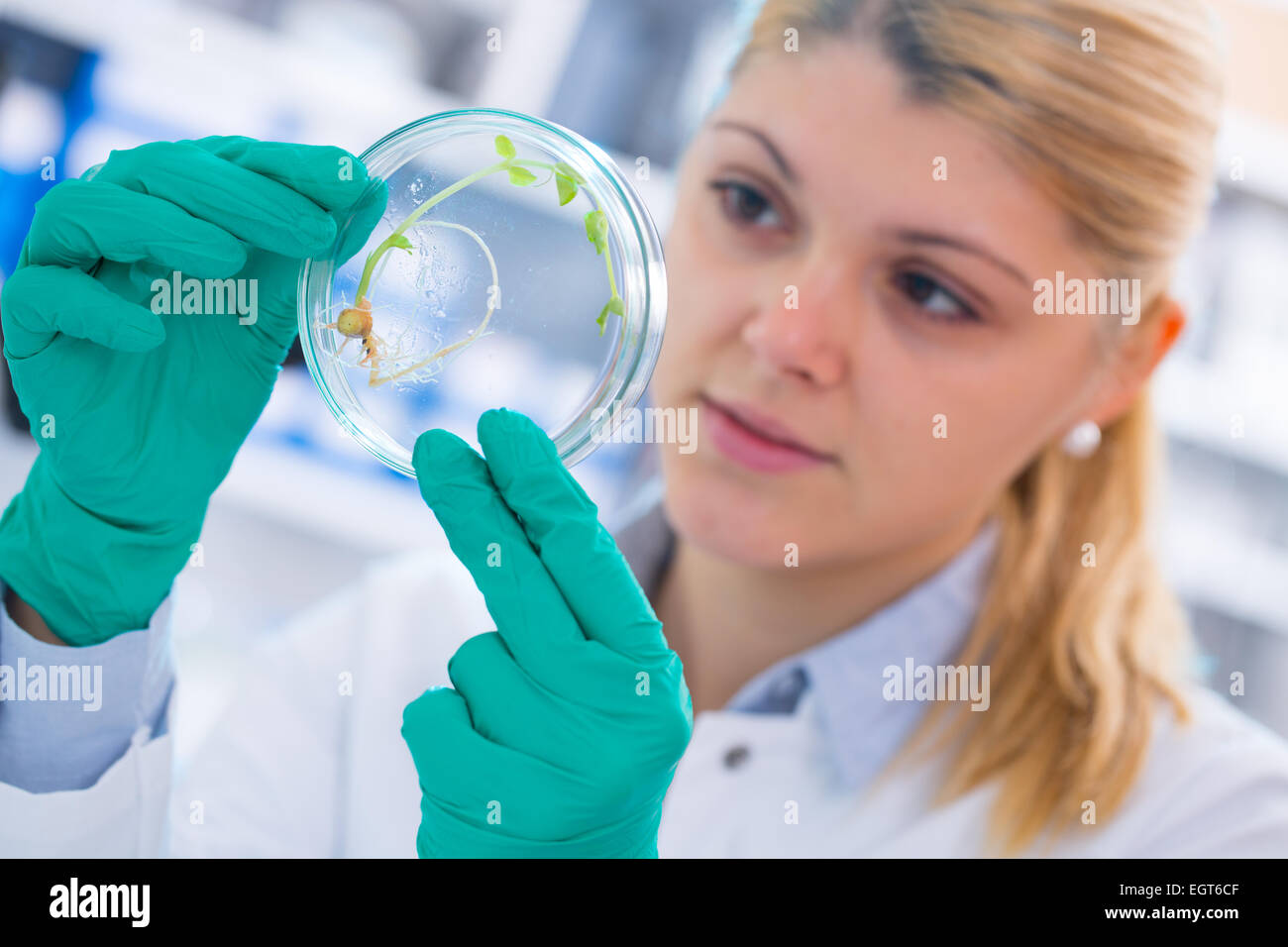 young woman biologist manipulates plants in genetic laboratory Stock ...