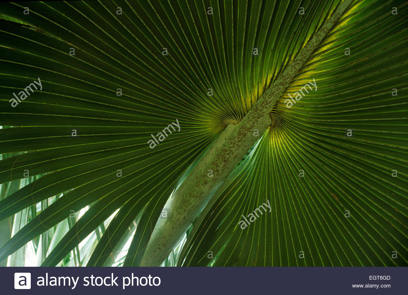 Australia Palm Tree Stock Photos & Australia Palm Tree Stock Images Alamy