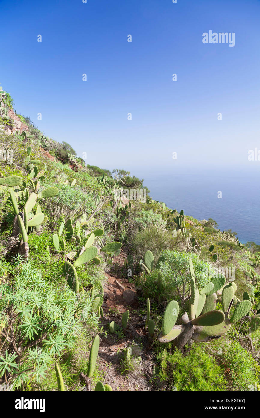 Cacti landscape, La Gomera, Canary Islands, Spain Stock Photo
