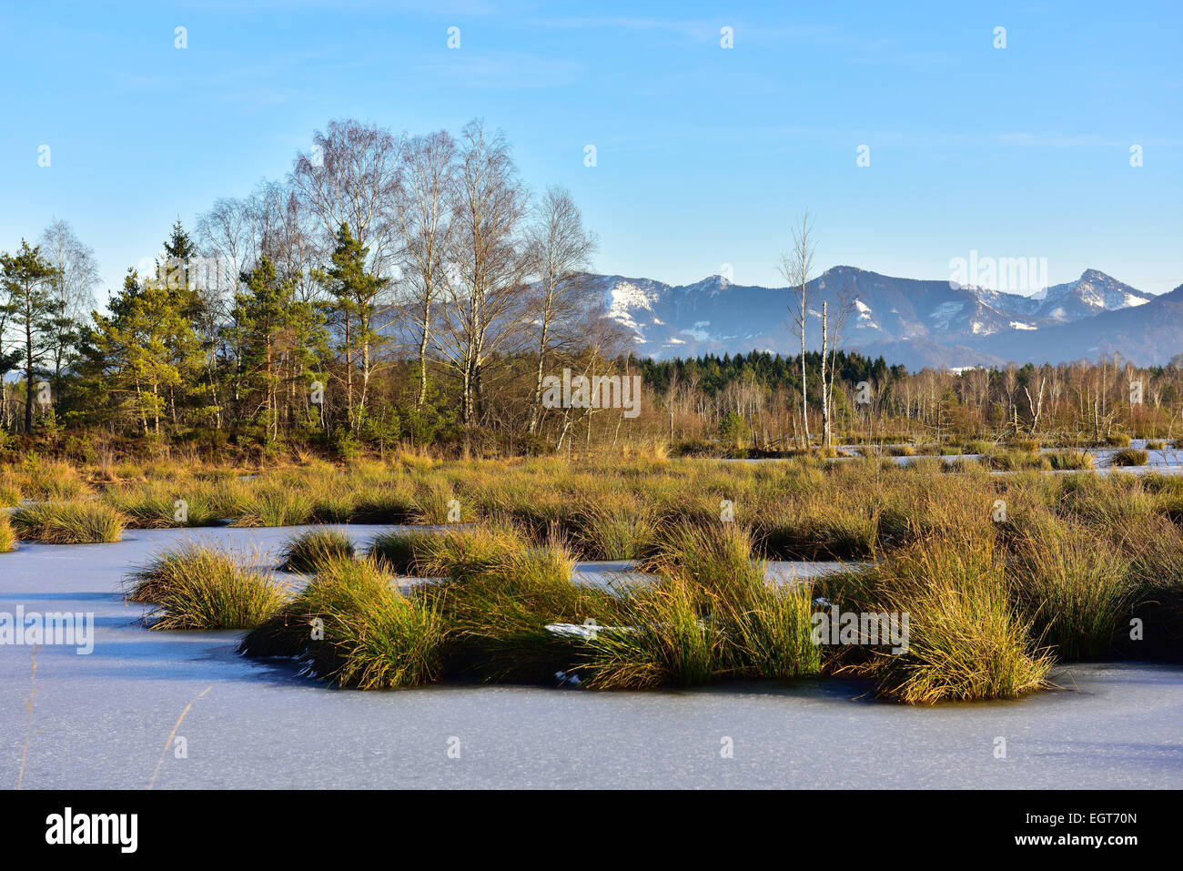 Ice-covered pond with Common Club-rushes or Bulrushes (Schoenoplectus lacustris), Grundbeckenmoor near Raubling, Bavaria Stock Photo