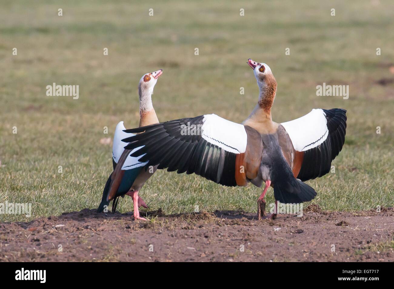 Courting Egyptian Geese (Alopochen aegyptiacus), Hesse, Germany Stock Photo