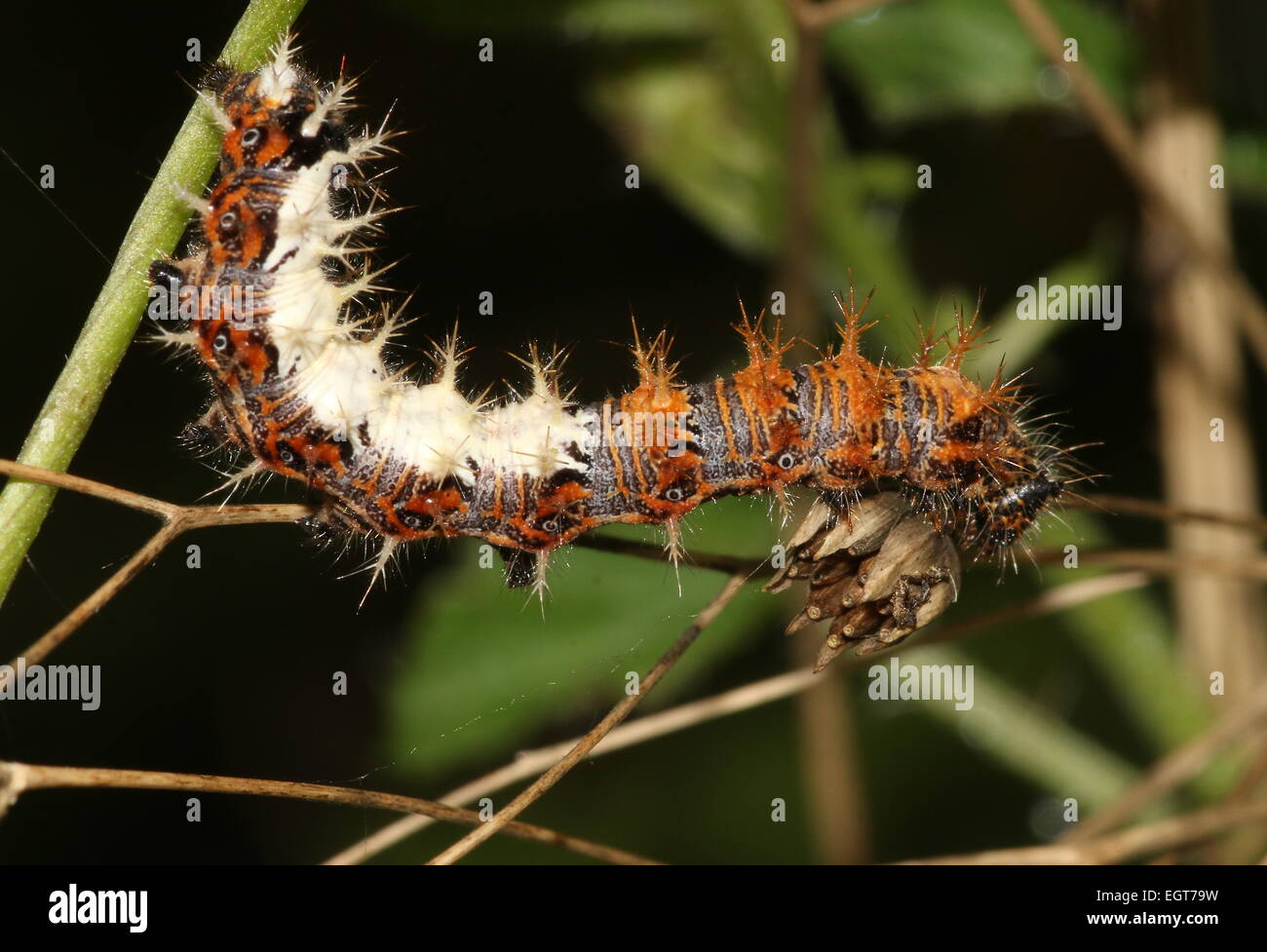 Caterpillar of the European Comma Butterfly (Polygonia c-album) posing on a leaf while feeding Stock Photo