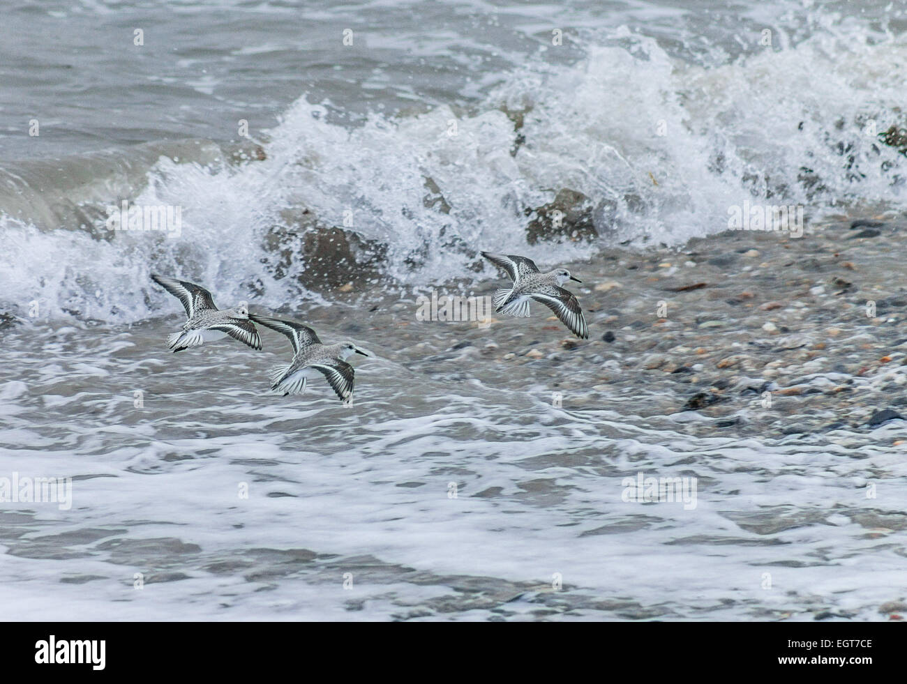 Sanderling in flight Stock Photo - Alamy