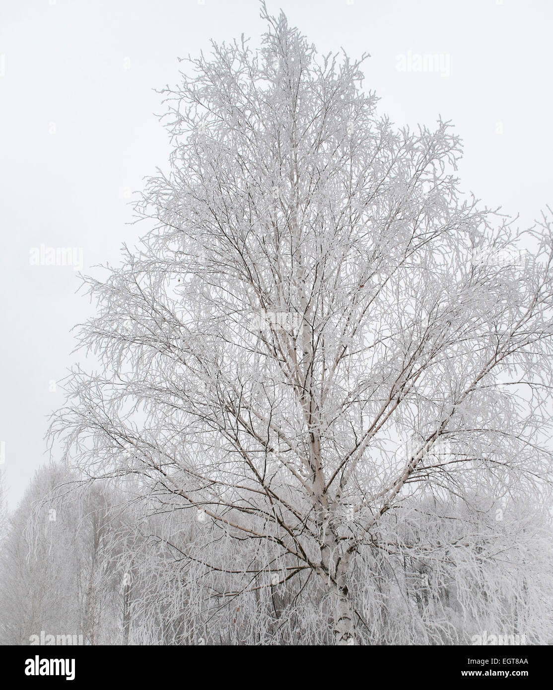 Frosted Spruce Tree High Resolution Stock Photography and Images - Alamy