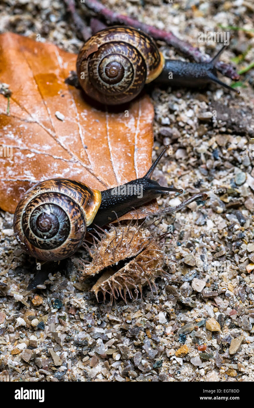 Two Snails Competing with Each Other on an Autumn Background. Outdoors