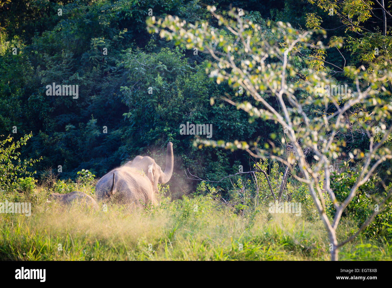 Asian Elephant (Elephas maximus) dust bathing. Kui Buri National Park. Thailand Stock Photo Alamy
