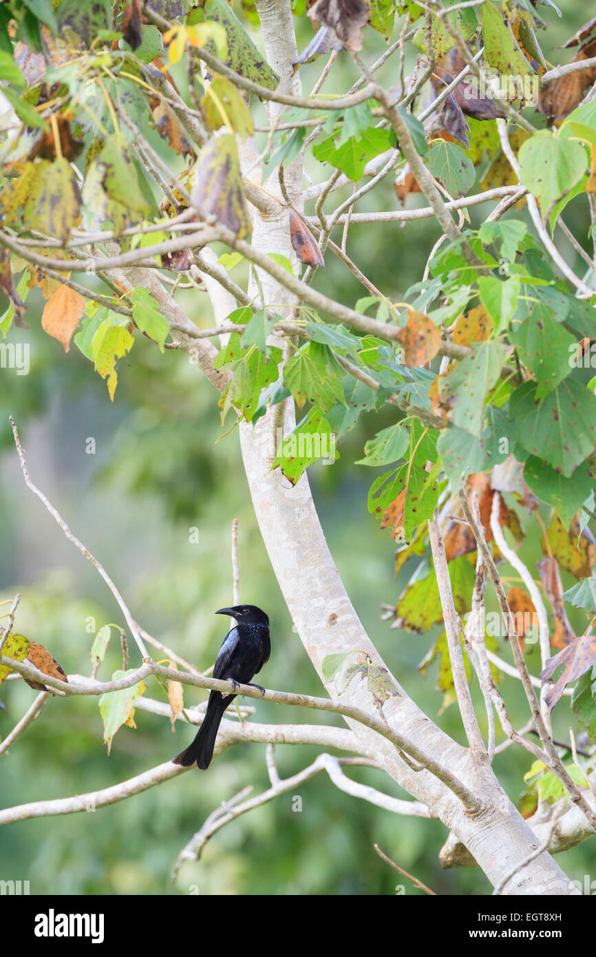 Hair-crested Drongo (Dicrurus hottentottus) perched on branch. Kui Buri National Park. Thailand. Stock Photo