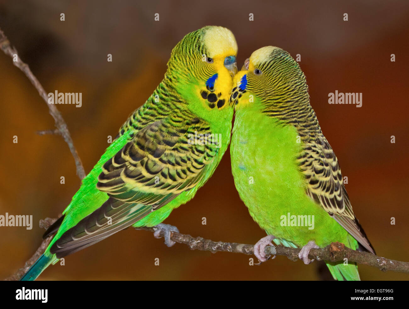 Two Green Budgies Kissing Stock Photo