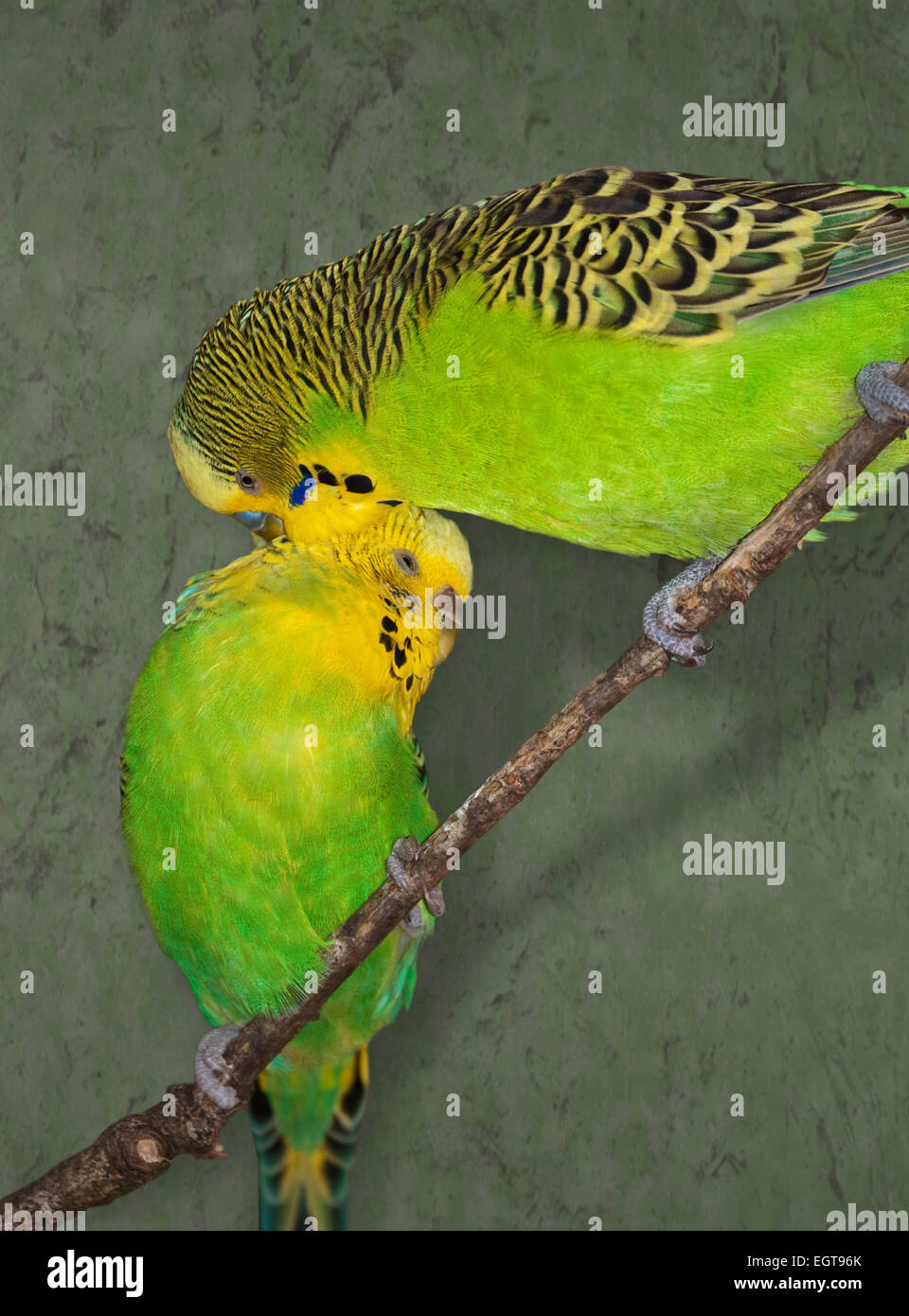 Budgerigars on perch hires stock photography and images Alamy
